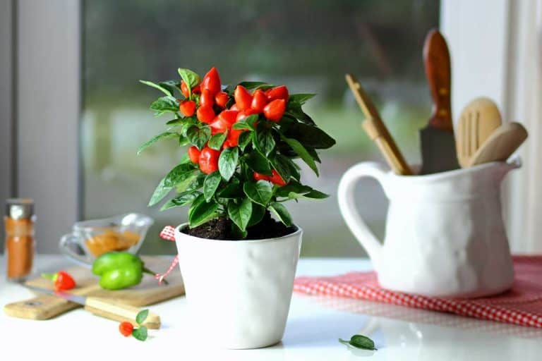 red pepper on the kitchen table in ceramic pots, How To Grow Chilies In Pots Indoors