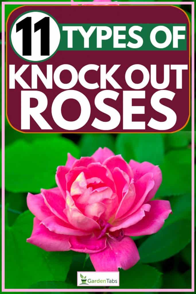 Pink knockout rose photographed up-close, 11 Types of Knock Out Roses