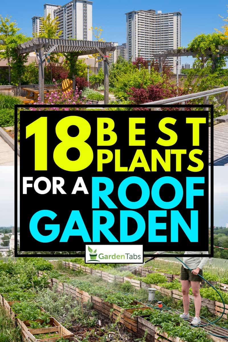 A collage of a woman waters herbs and plants you can plant in rooftop garden, 17 Best Plants For A Roof Garden