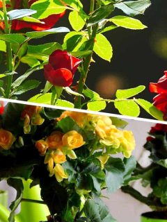 A collage of red roses growing with sunlight and colorful potted roses growing in shade, Do Roses Need Sun Or Do They Grow In Shade?