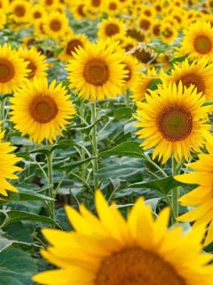 A golden field of sunflower on a farm, Are Sunflowers Perennials?