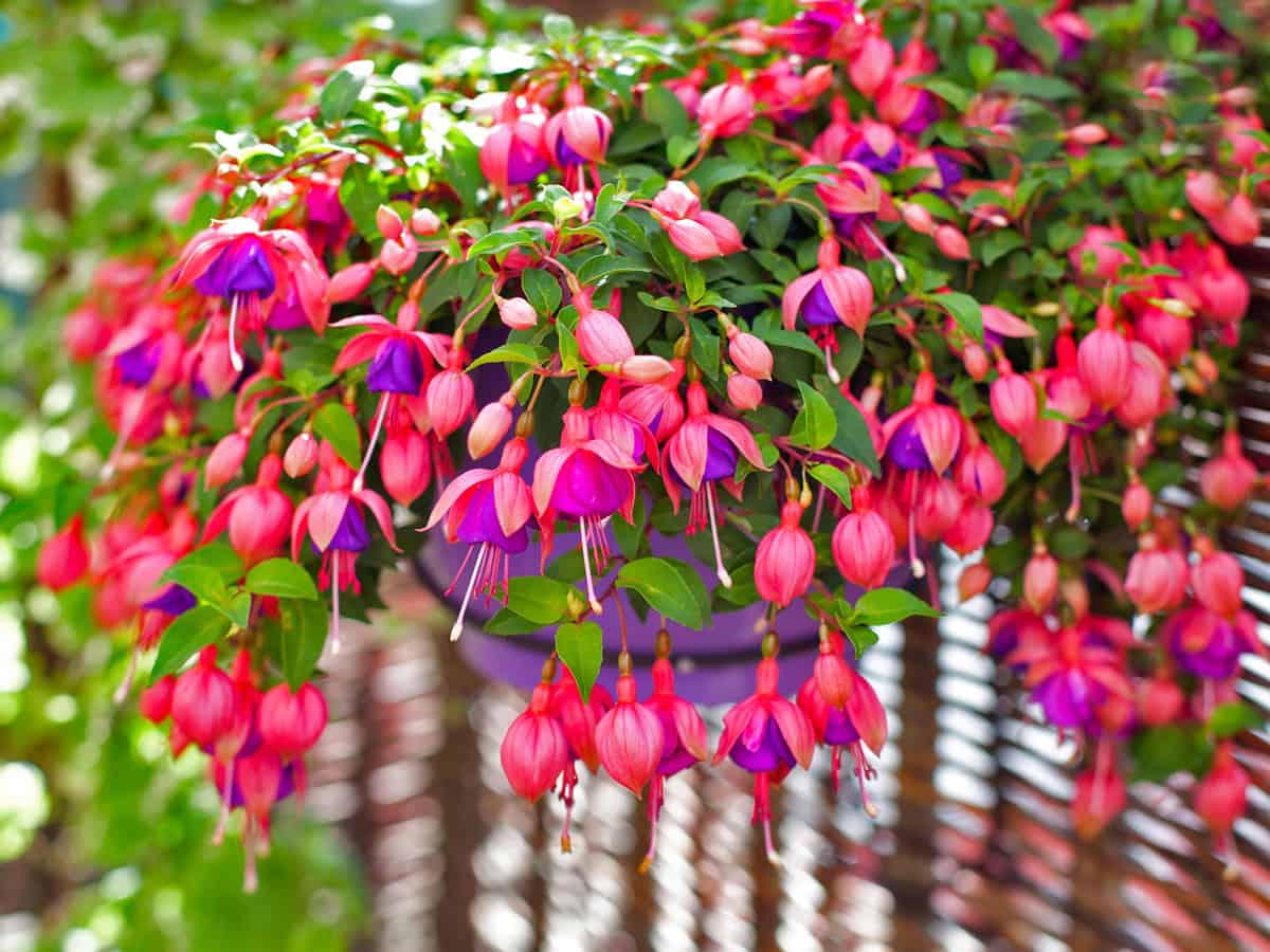 A gorgeous and beautiful fuchsia flower in a pot on balcony