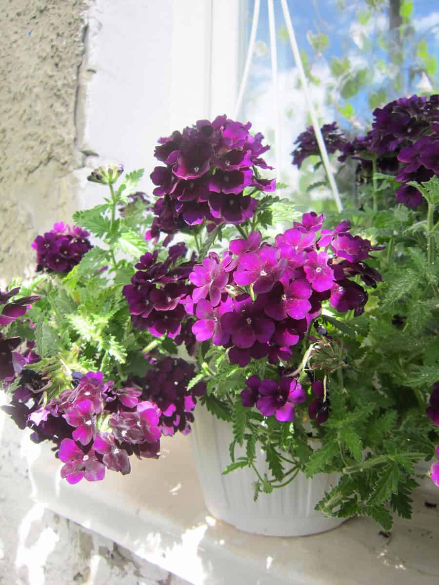 Abundantly blooming vibrant purple verbena grows in a hanging planter on a window sill on a balcony against a window that reflects the blue sky.