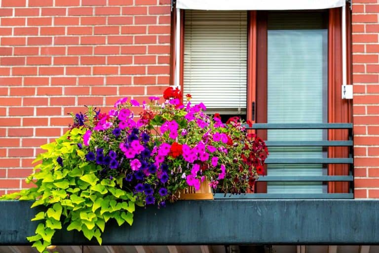 Balcony decorated with multi colored petunias, 15 Plants For Your West-Facing Balcony