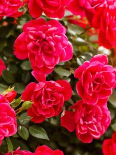 Beautiful pink rose bushes blooms on garden summer, Do Roses Have Seeds? [Yes! And Here's What To Do With Them]