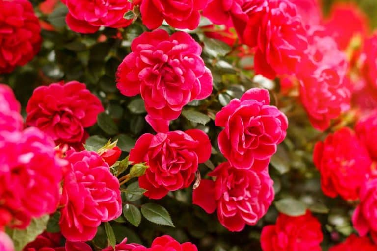 Beautiful pink rose bushes blooms on garden summer, Do Roses Have Seeds? [Yes! And Here's What To Do With Them]