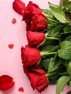 Beautiful red roses on pink color background, Are Roses Edible? [The Complete Guide to Eating Roses]