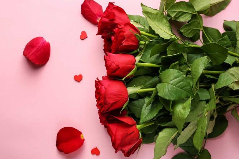Beautiful red roses on pink color background, Are Roses Edible? [The Complete Guide to Eating Roses]