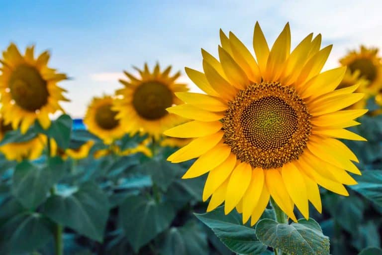Beautiful sunflower field during sunset, Are Sunflowers a Fall Flower?