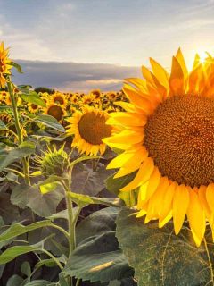 Beautiful sunflower field panorama in sunset in summer, What's the Best Time to Plant Sunflowers?
