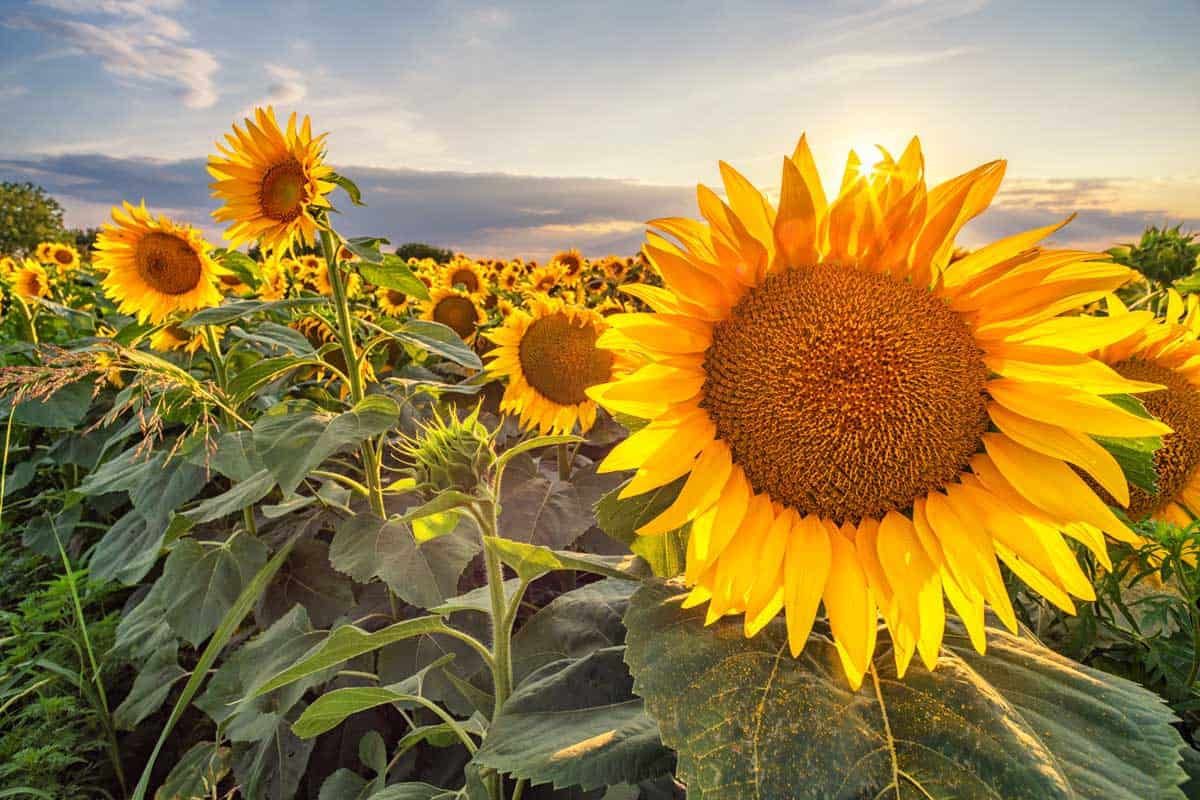 Beautiful sunflower field panorama in sunset in summer