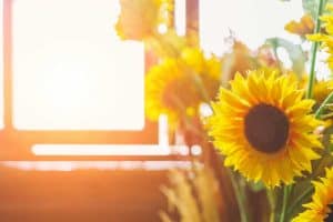 Read more about the article Can You Grow Sunflowers Indoors? [Yes! And Here’s How To!]