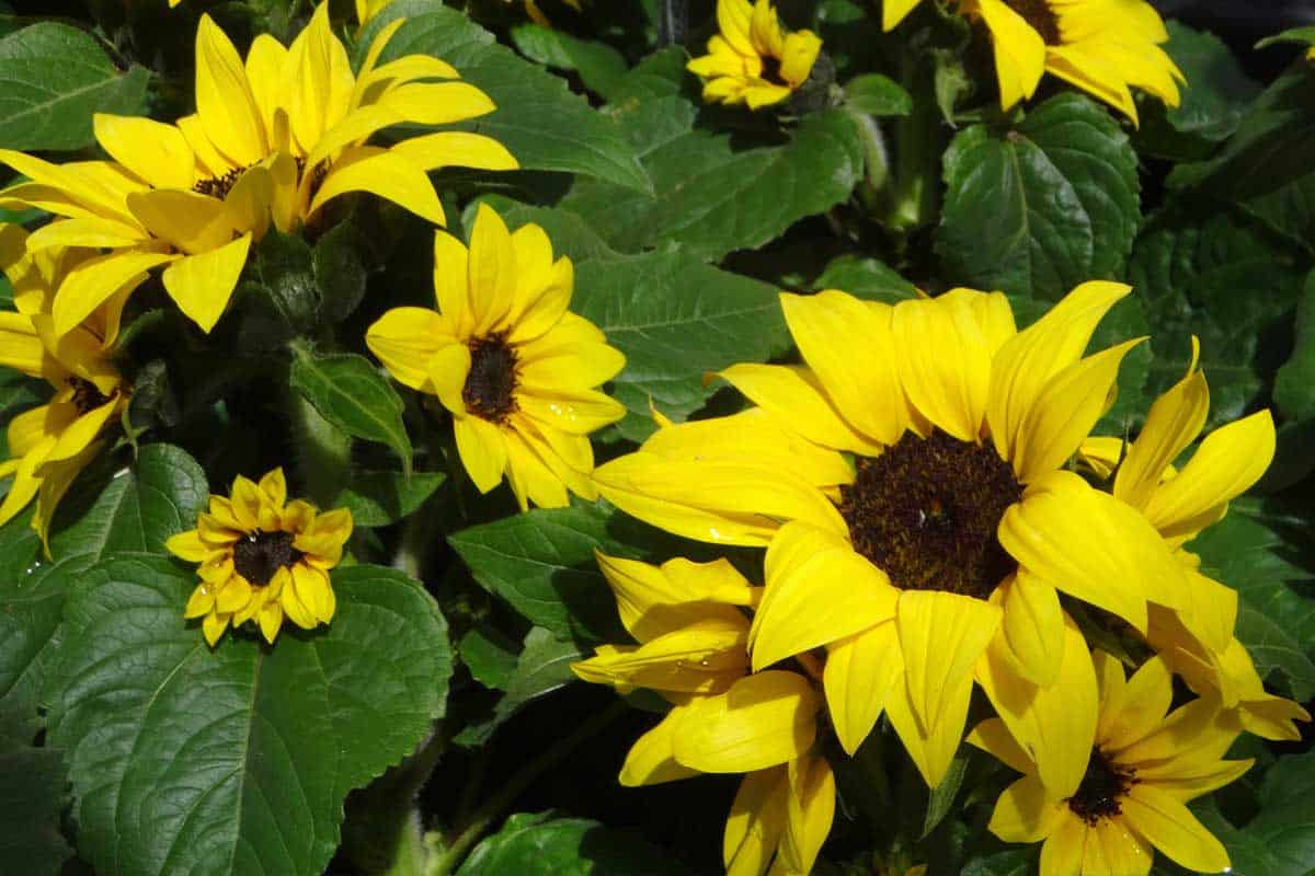 Beautiful yellow blooming dwarf sunflowers in containers, Dwarf Sunflowers: A Care Guide For Gardeners