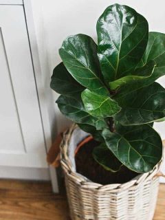 Big fiddle leaf fig tree in stylish modern pot at home kitchen, How Often Should You Water An Indoor Tree?