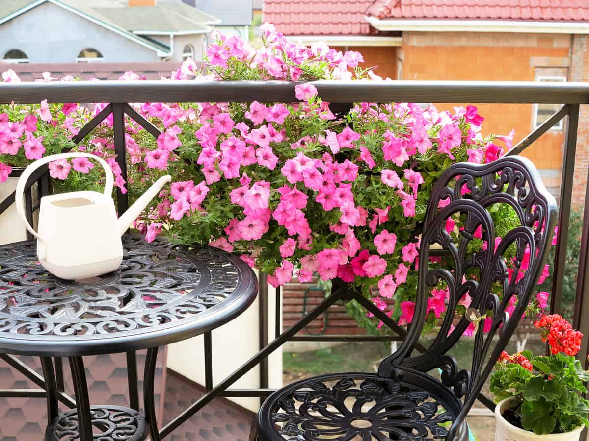 Blooming beautiful pink Petunia flowers and white watering can stands on table.