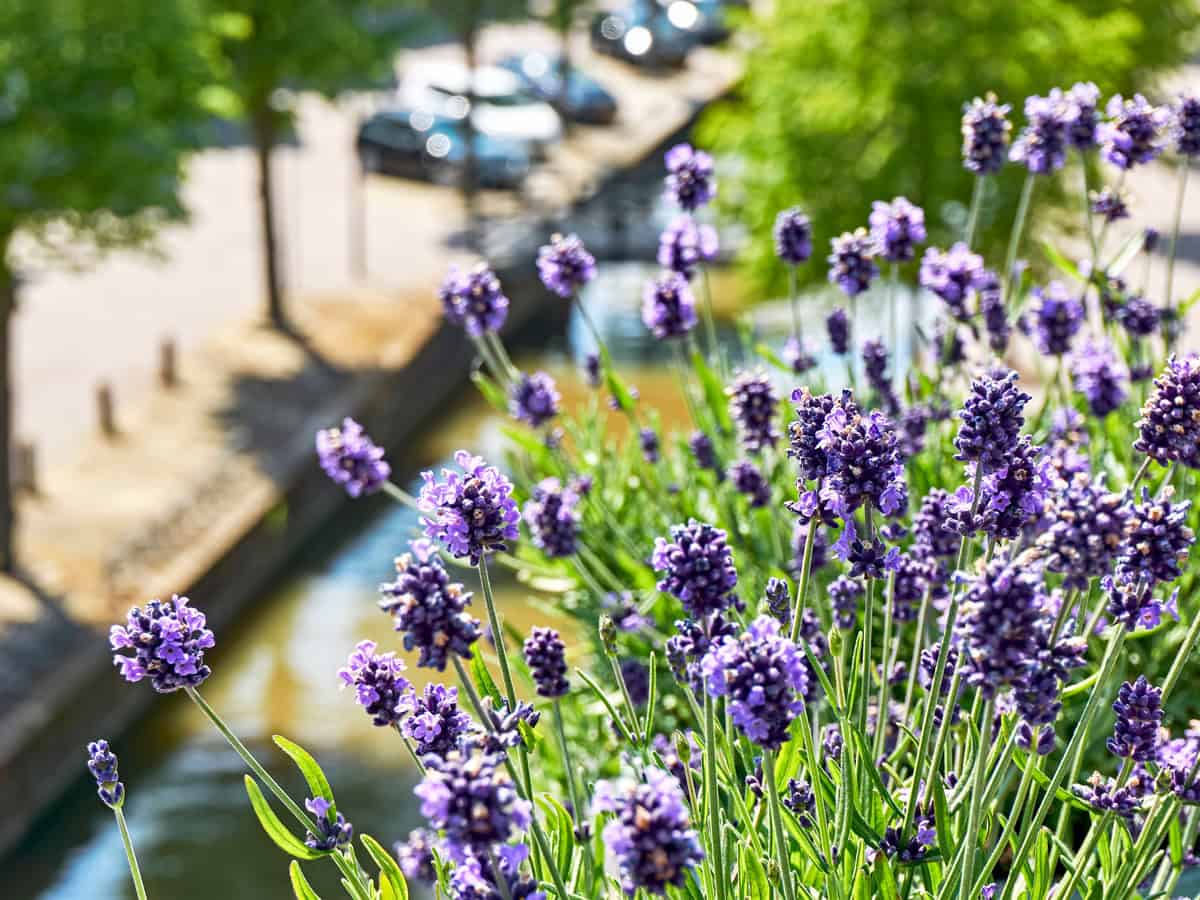 Blooming lavender or lavandula on a balcony in a typical dutch city with a canal and parked cars.