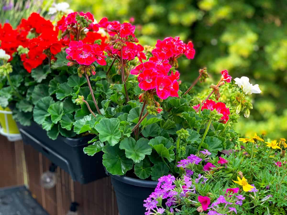 Blooming vibrant pink red geranium flowers in decorative flower pot hanging on a balcony fence close up, geranium plants in balcony garden outdoors