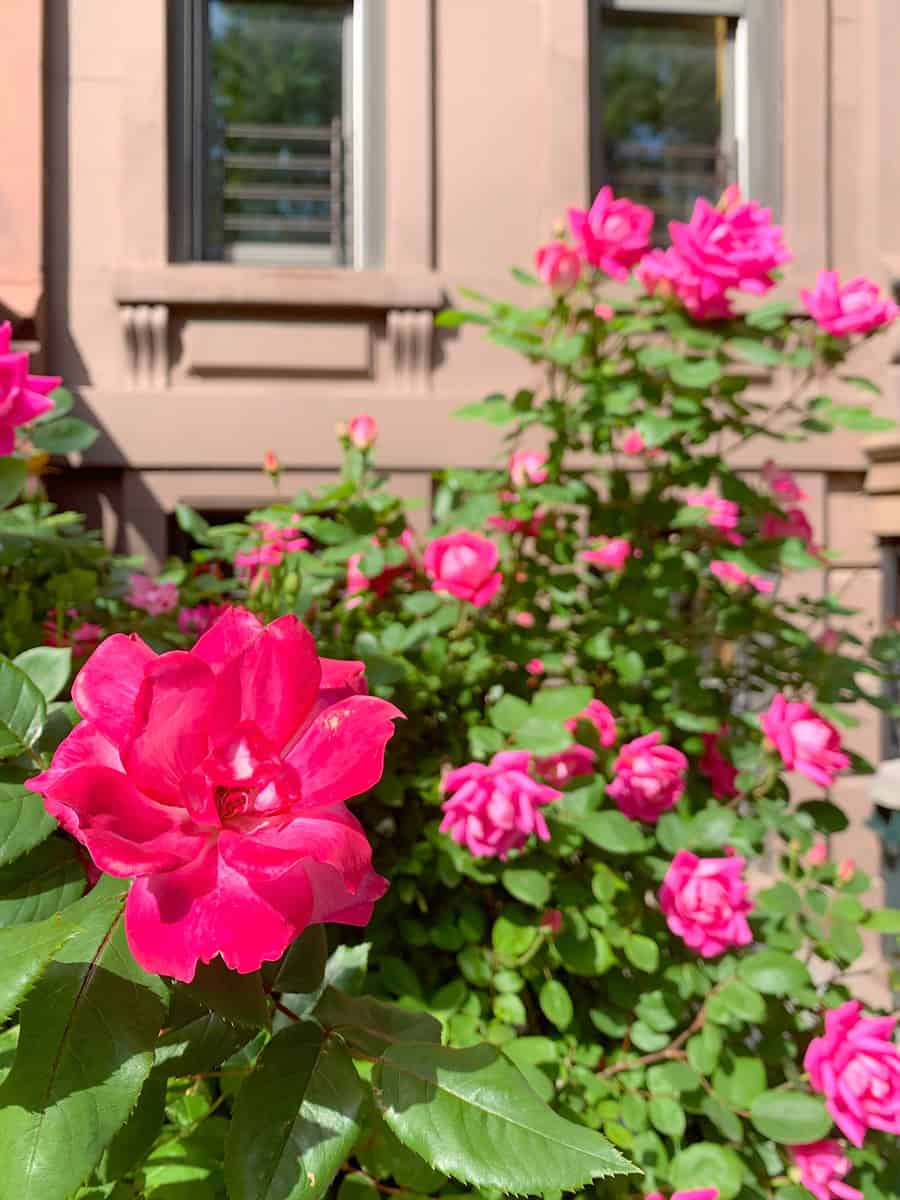 Bright Pink Double Knock Out Roses with brownstone in the background in Park Slope