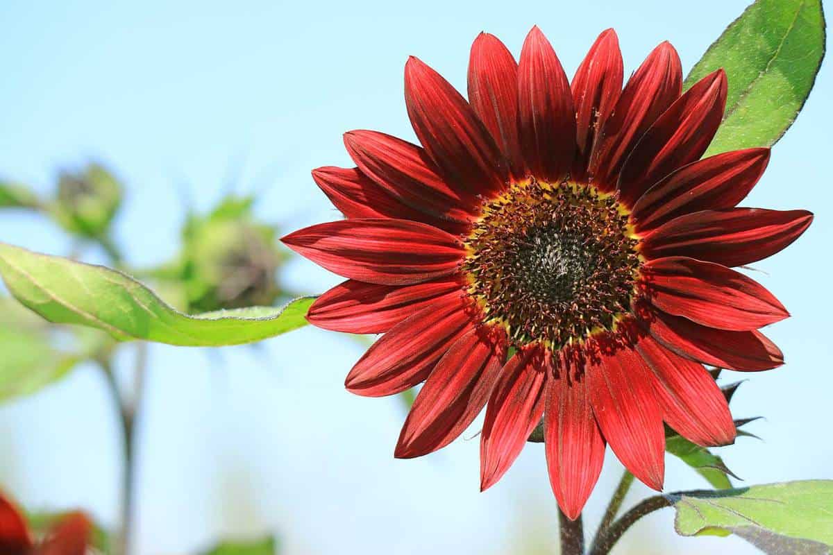 Close up photo of moulin rouge sunflower