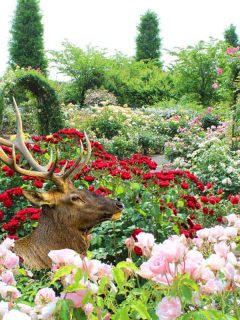 Colorful red and pink roses with a Deer in the garden, Are Roses Deer-Resistant? [And How to Protect Your Roses From Deer]