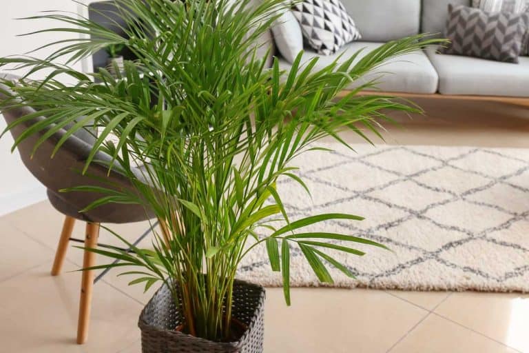 Decorative areca palm in interior of a modern living room