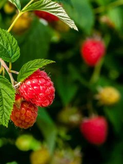 Delicious ripe raspberries on plant, What Are Dicot Plants? [Inc. 11 Examples]