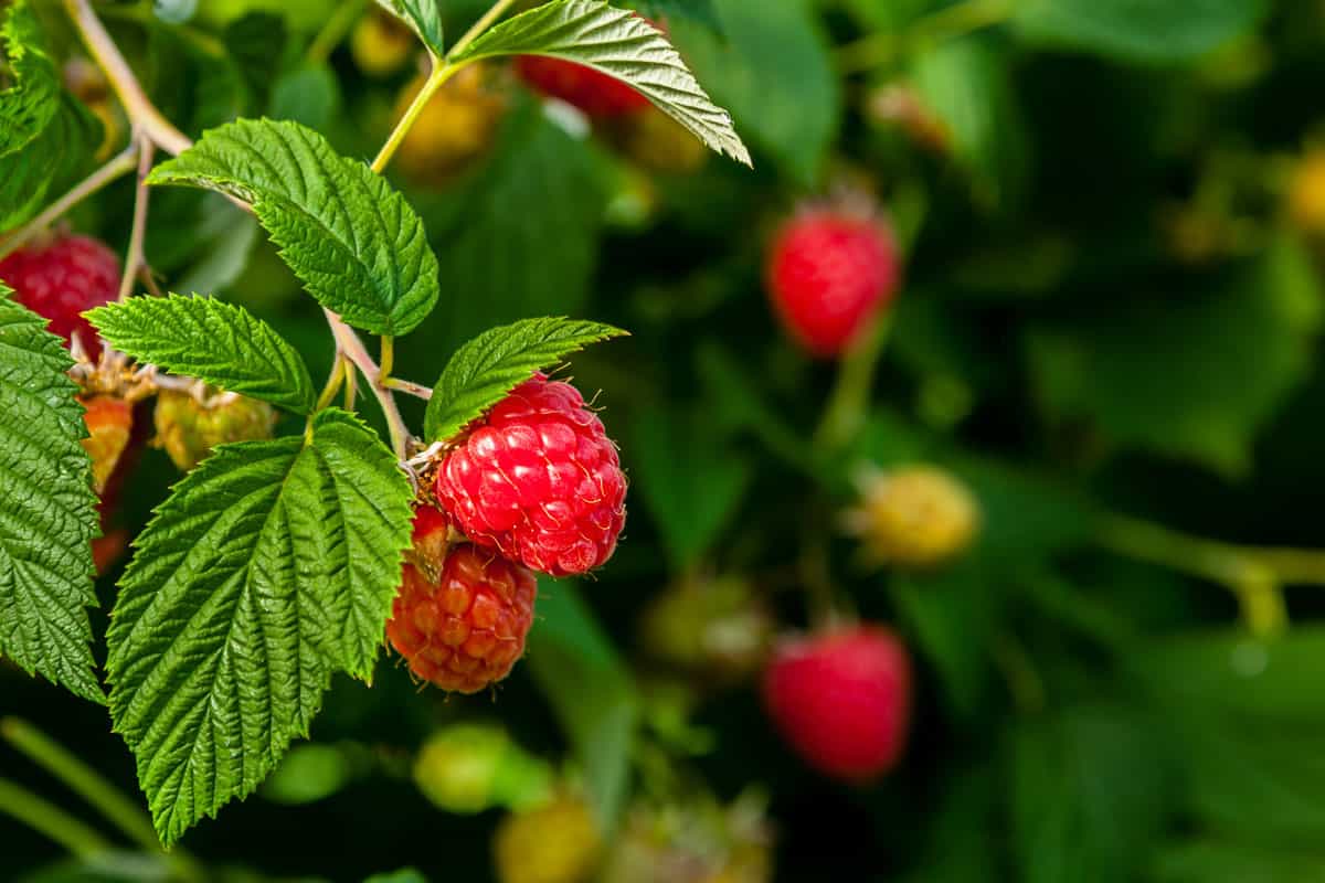 Delicious-ripe-raspberries-on-plant