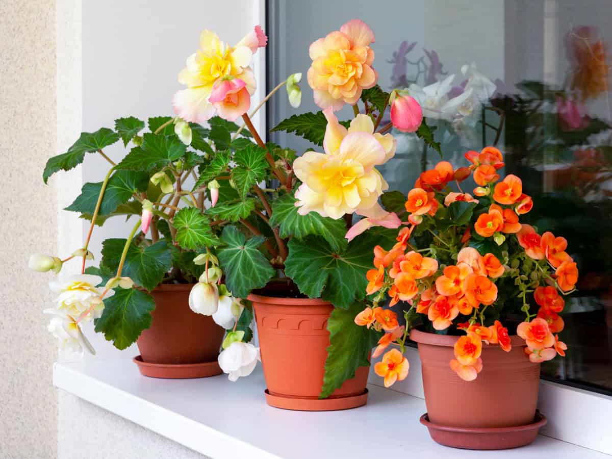 Different types of begonias with lush bright flowers in pots on the balcony.