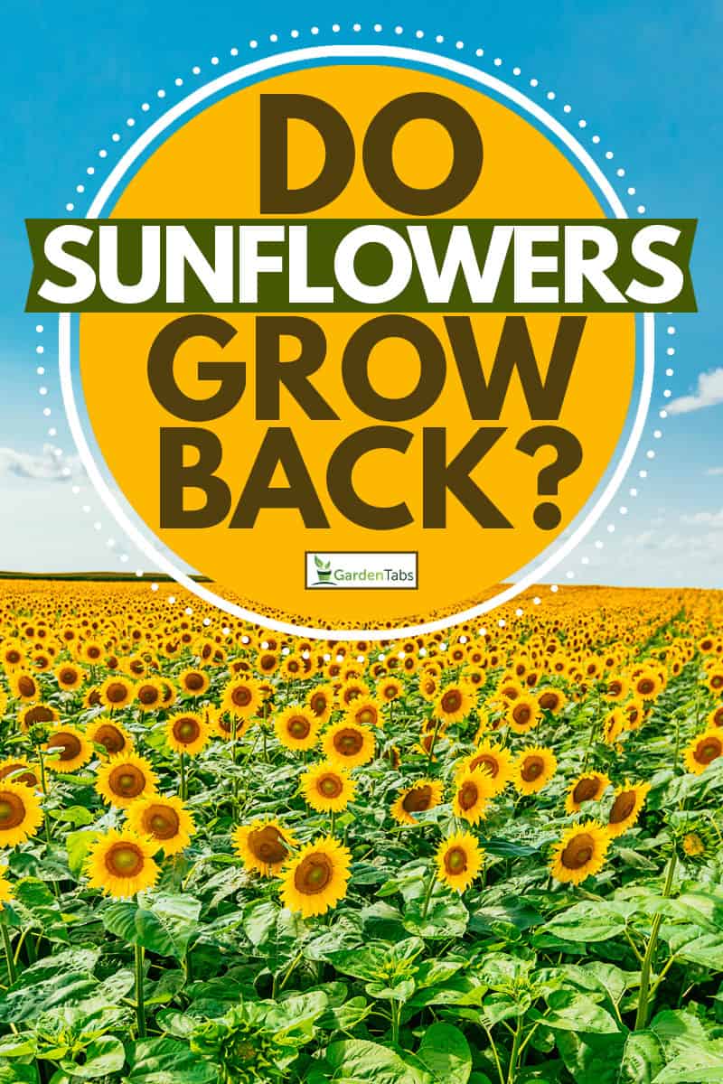 Do Sunflowers Grow Back? - GardenTabs.com
