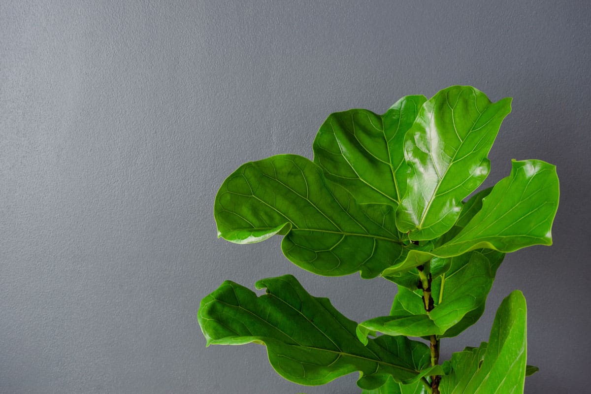 Fiddle leaf fig tree on gray background, 7 Indoor Trees With Big Leaves