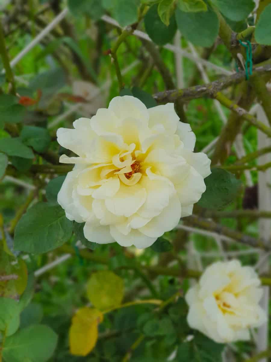 Fresh White Knockout Rose from garden
