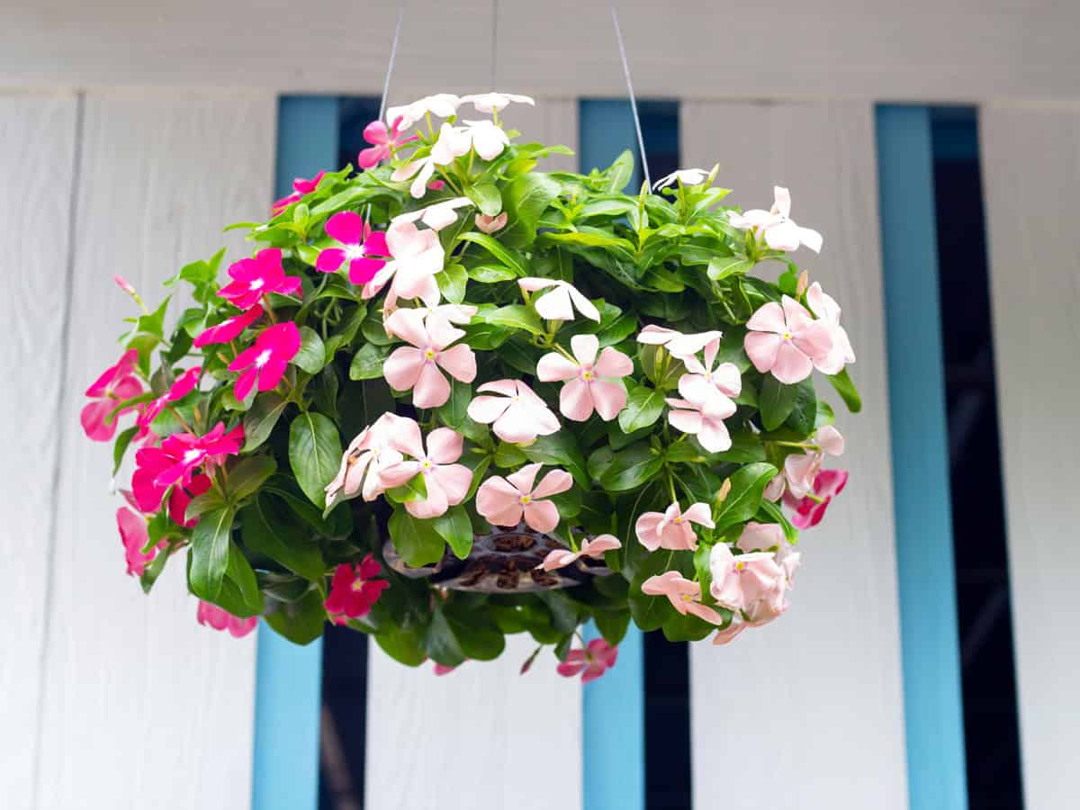 Fresh catharanthus roseus or Madagascar periwinkle flower bloom and hanging in back plastic pot on the balcony of the house.