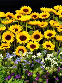 Garden filled with sunflowers and other sorts of flowers, 23 Sunflower Garden Ideas You'll Love