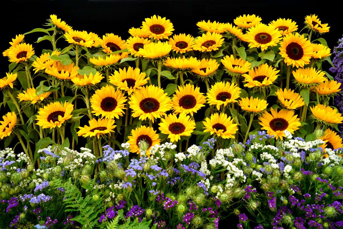 Garden filled with sunflowers and other sorts of flowers, 23 Sunflower Garden Ideas You'll Love