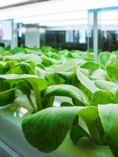 Greenhouse vegetable plants with LED light in an indoor farm, 12 Yummy Vegetables That Can Grow In Shade