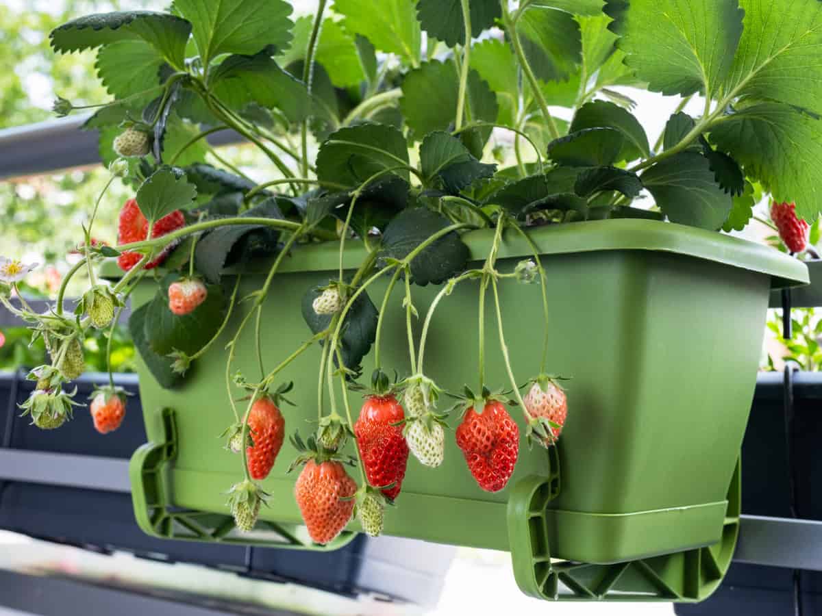Growing organic strawberries on balcony at home.