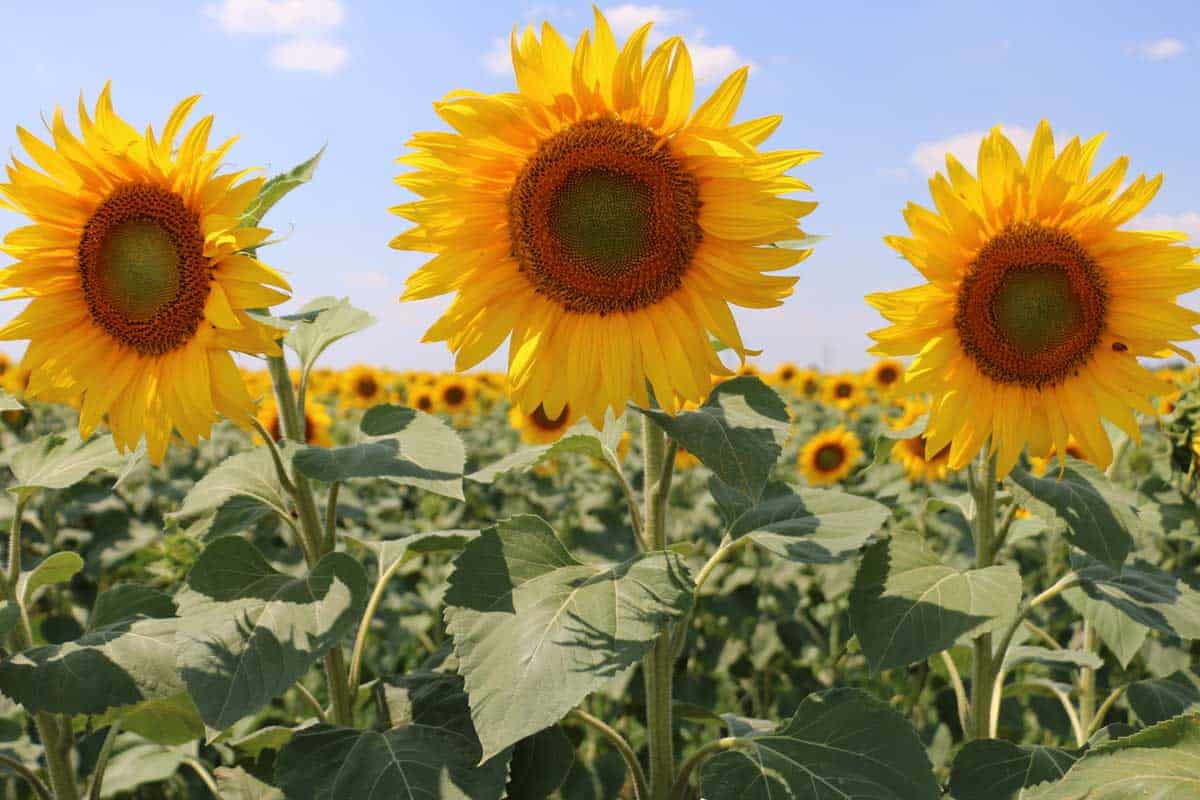 Horizontal view of a beautiful sunflower field, How Tall Can A Sunflower Grow?