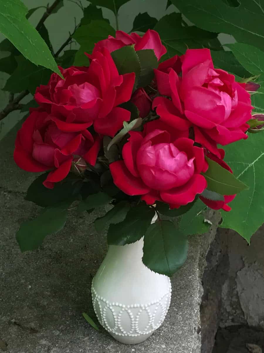 Hot pink Knock Out roses in a small white flower vase on a glass table