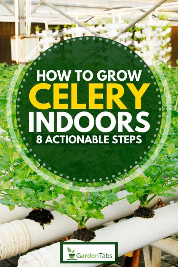 Pipelining cultivation of celery in an indoor garden, How To Grow Celery Indoors [8 Actionable Steps]