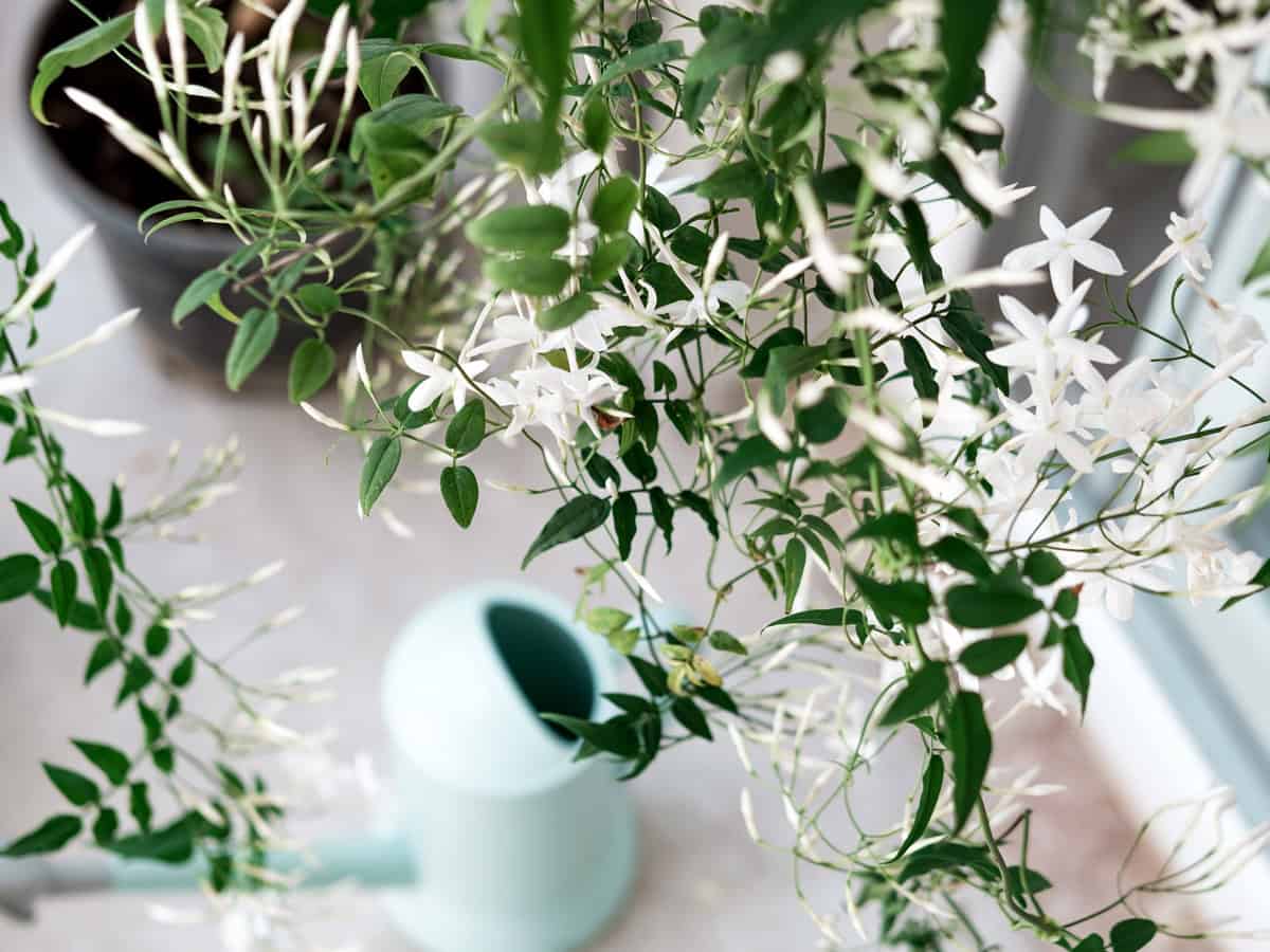 Jasmine plant on balcony or home garden, outdoor hobby gardening, exotic fragrance flowers care