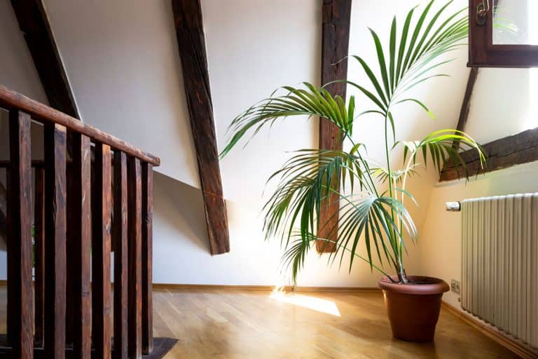 Palm tree planted in small vase placed at second floor of house, 12 Awesome Planters & Pots for Palm Trees