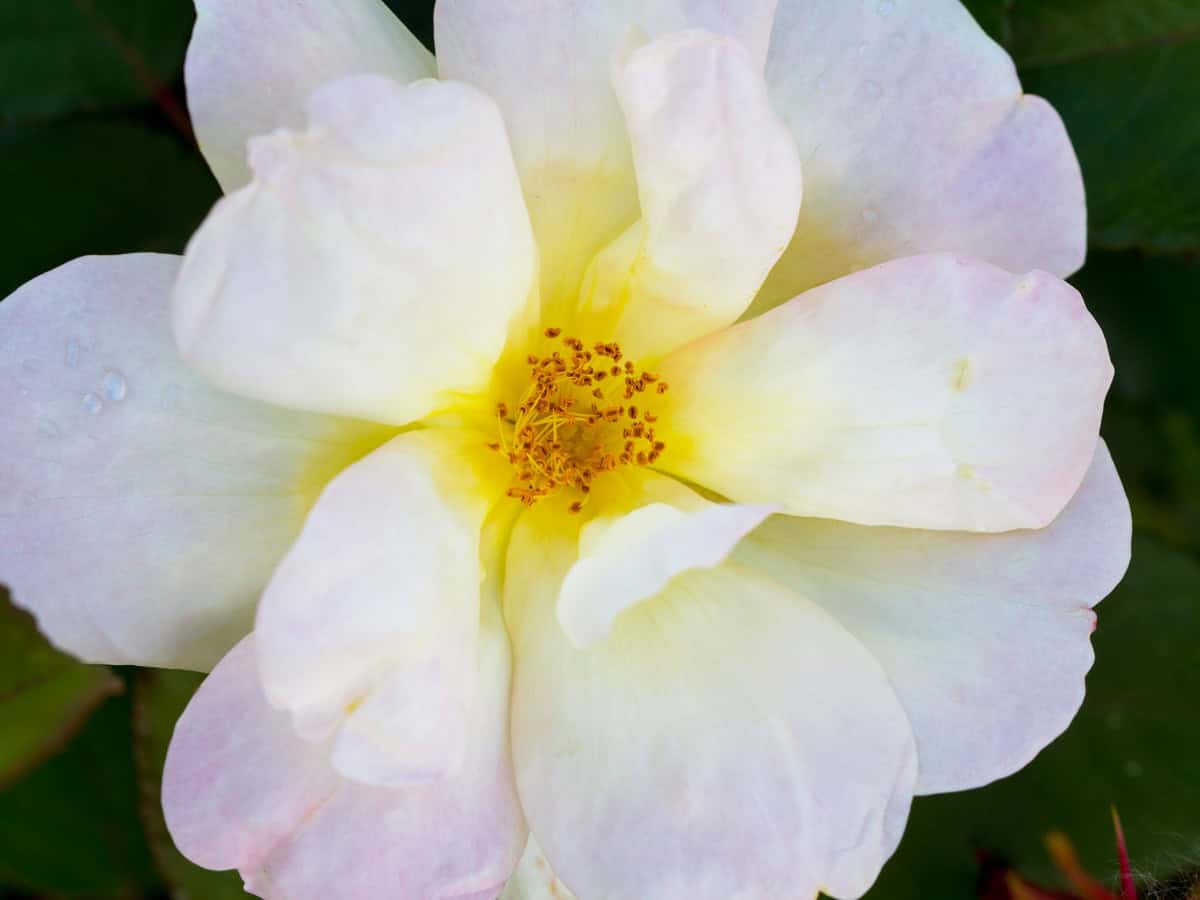 Pastel cream color flower of "Sunny knock out"