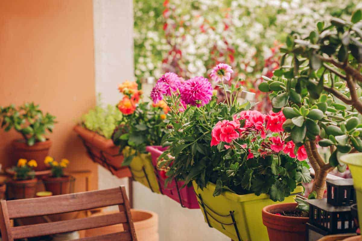 Plants and colorful flowers growing in pots on the balcony, What Plants Are Good For A Balcony?