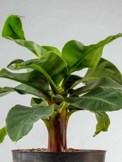 Small Cavendish banana tree planted on a pot, How to Grow An Indoor Banana Tree [A Care Guide For Beginners]
