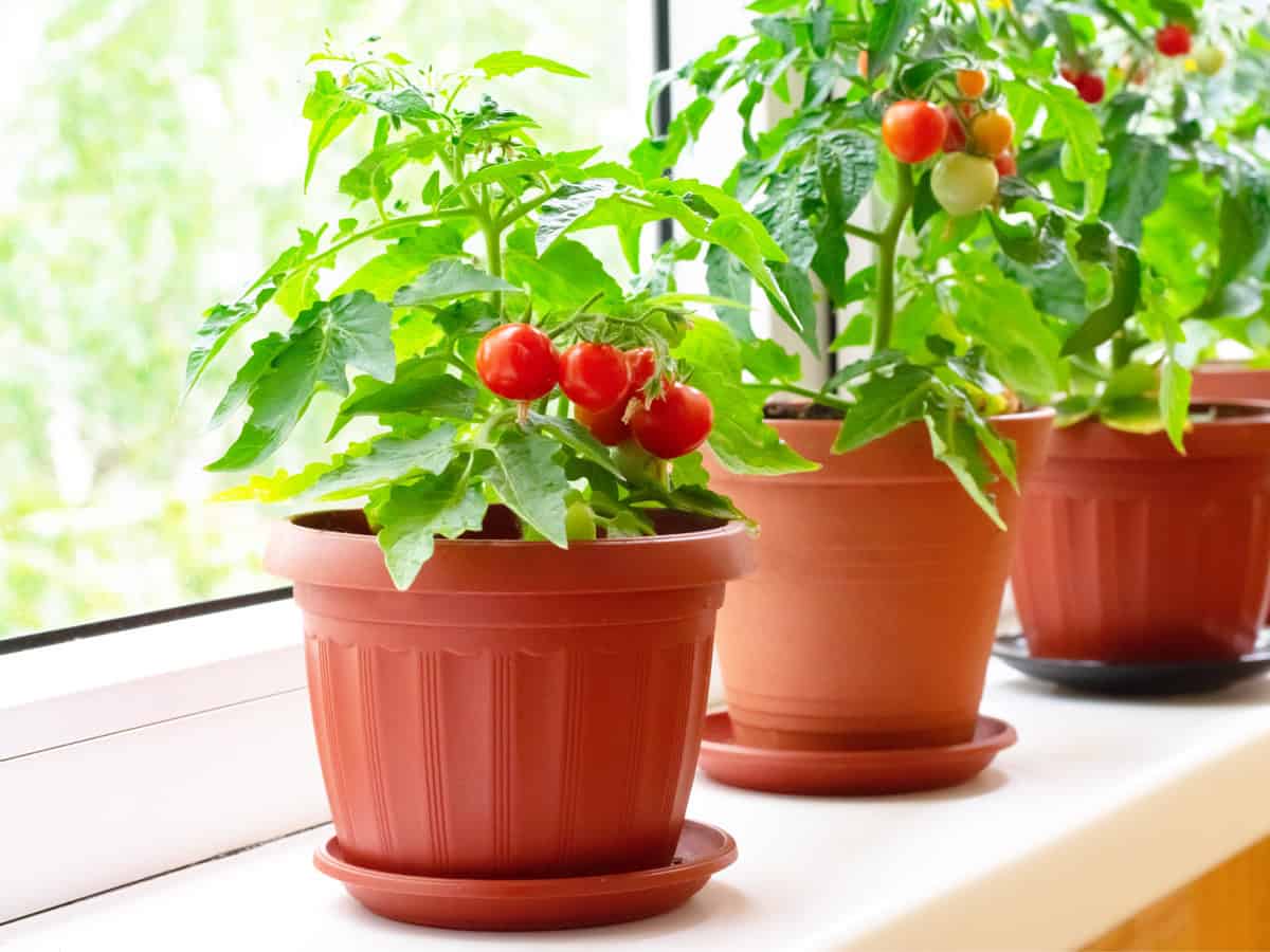 Small bush of balcony cherry tomatos in brown pots on white windowsill.