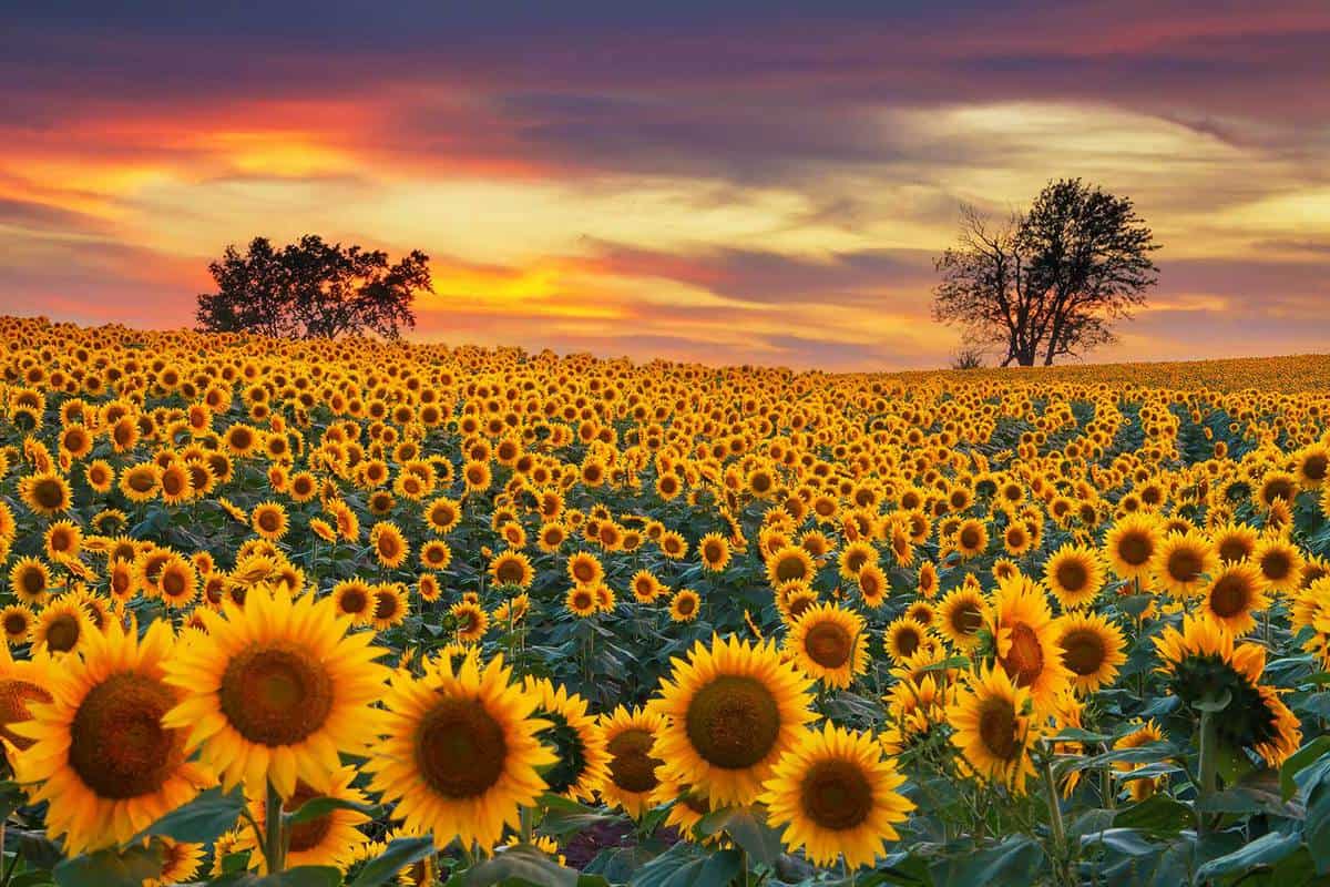 Sunflower field in the Midwest in full bloom at sunset