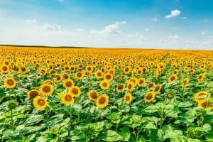 Read more about the article Do Sunflowers Grow Back?