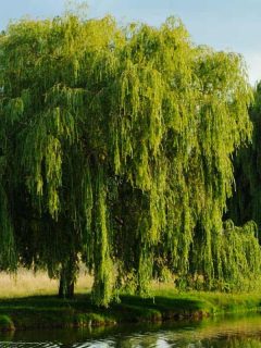 Weeping willow tree on a bright sunny day, 15 Trees For Wet Clay Soil That Are Great For Landscaping