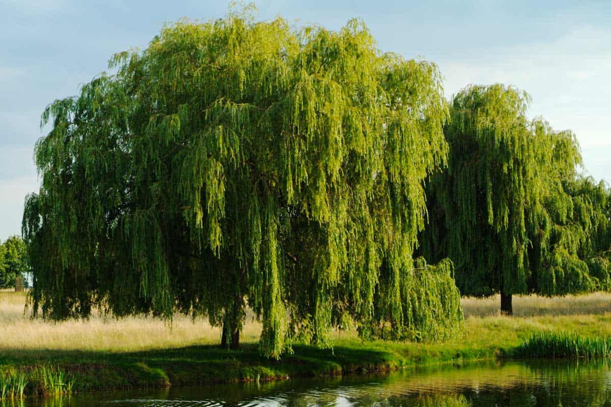 Weeping willow tree on a bright sunny day, 15 Trees For Wet Clay Soil That Are Great For Landscaping