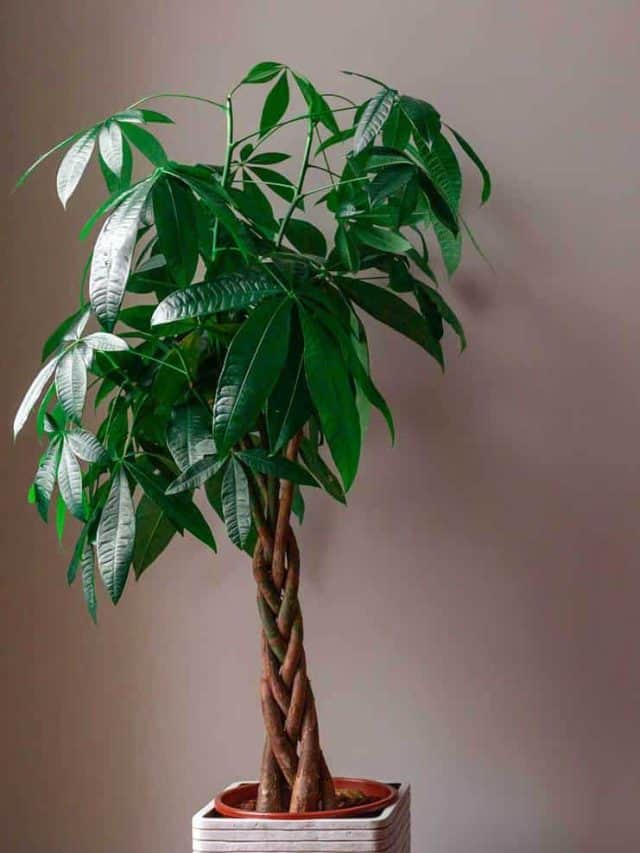 Money Tree against a grey wall background at home